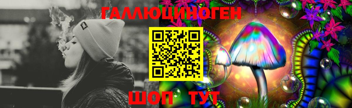 Псилоцибиновые грибы Psilocybe Ессентуки